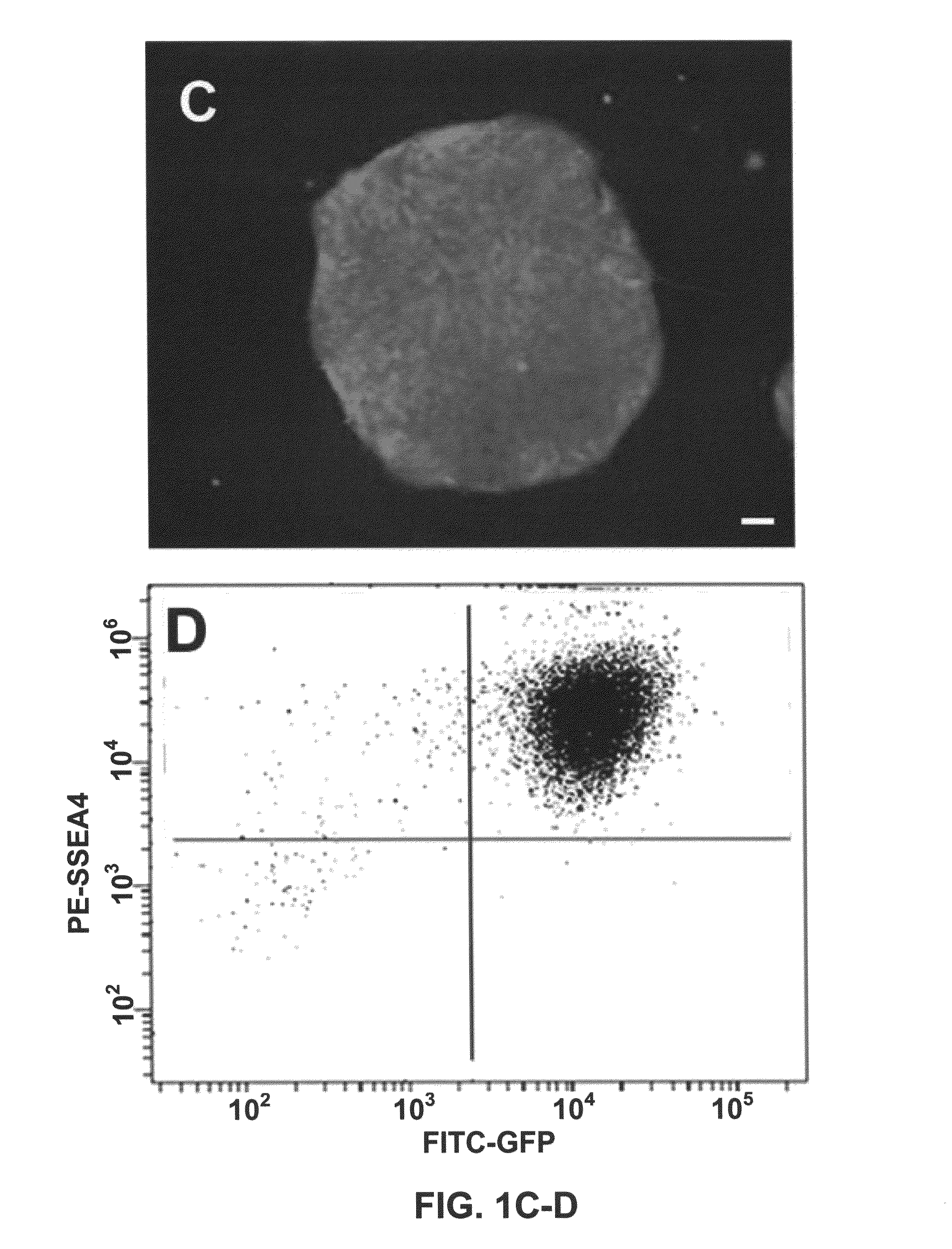 Gene recombination exchange system for stable gene modification in human ES cells