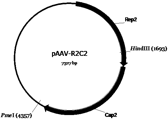 Genetic Medicines for Leber's Hereditary Optic Neuropathy