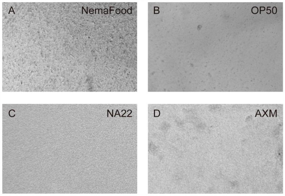 Caenorhabditis elegans particle food and preparation method thereof