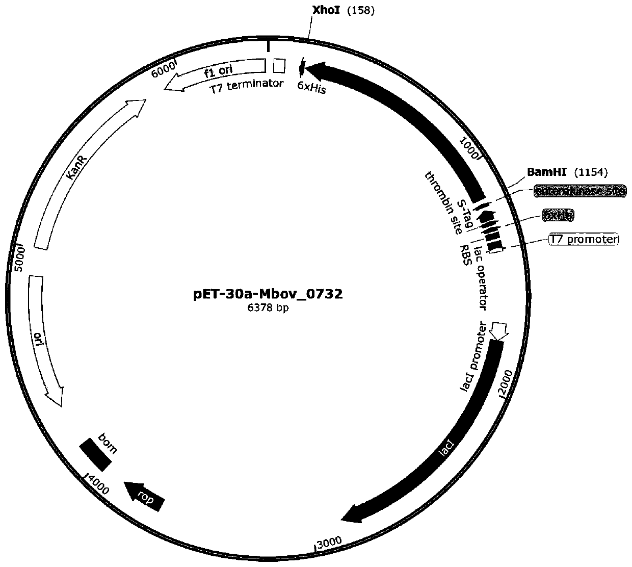 Bovine mycoplasma hypothetical protein MbovP732 and application thereof