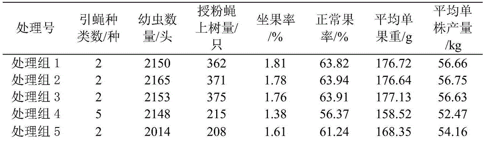 Mango pollinating fly attracting substrate and application thereof