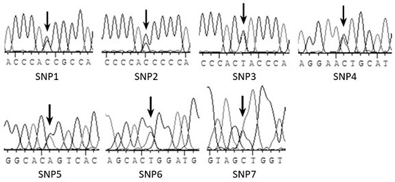 A method for detecting fat traits of cattle by using sdc3 promoter genetic marker