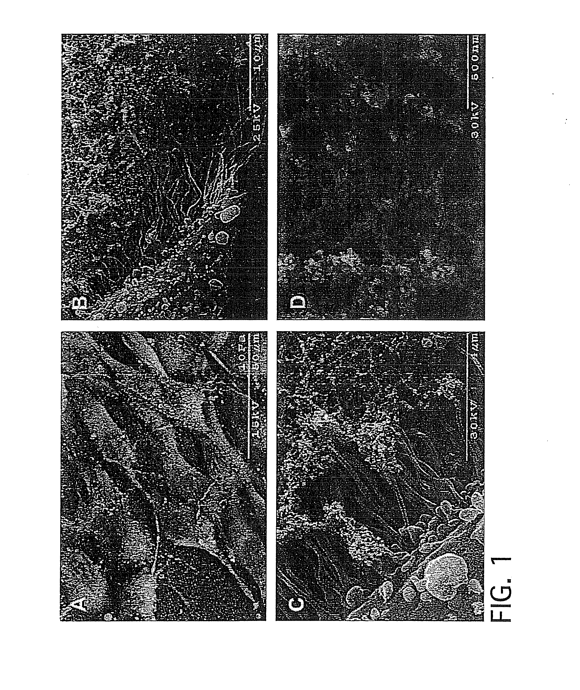 Methods and Apparatus for Manufacturing Plasma Based Plastics and Bioplastics Produced Therefrom