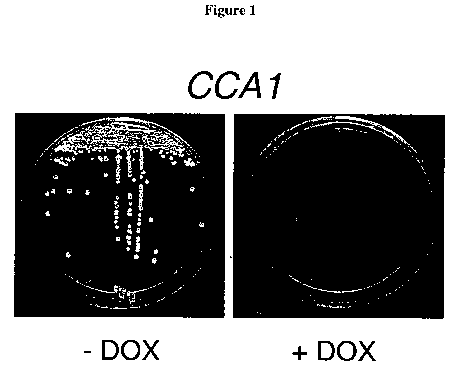 Cca1 as an antifungal target