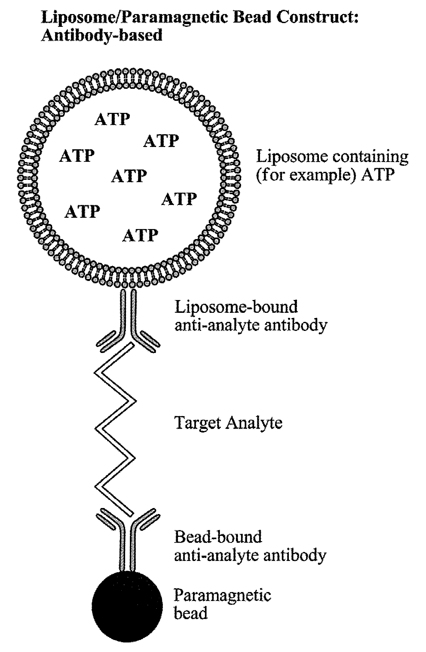 Detection of Analytes in Samples Using Liposome-Amplified Luminescence and Magnetic Separation