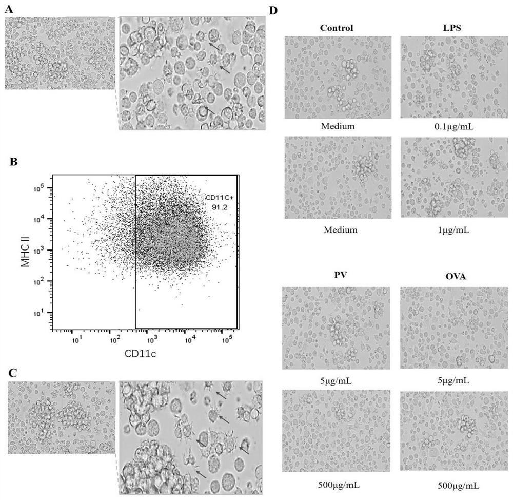 Method for identifying allergens