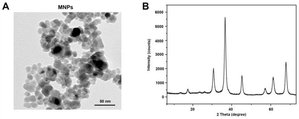 Preparation method and application of a dual-regulated supramolecular assembly that inhibits tumor invasion and spread