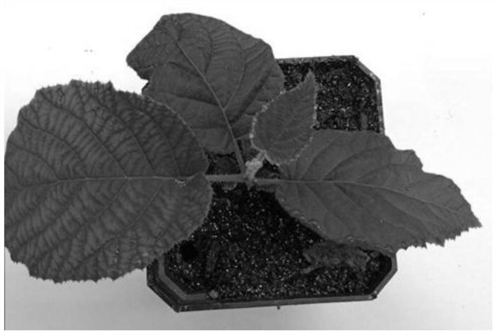 Culture medium and genetic transformation method of Hongyang kiwifruit