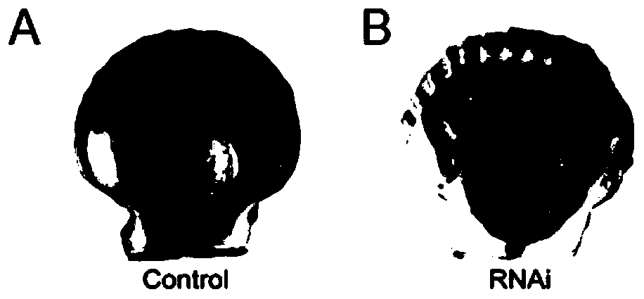 Method for increasing content of carotenoid in patinopecten yessoensis