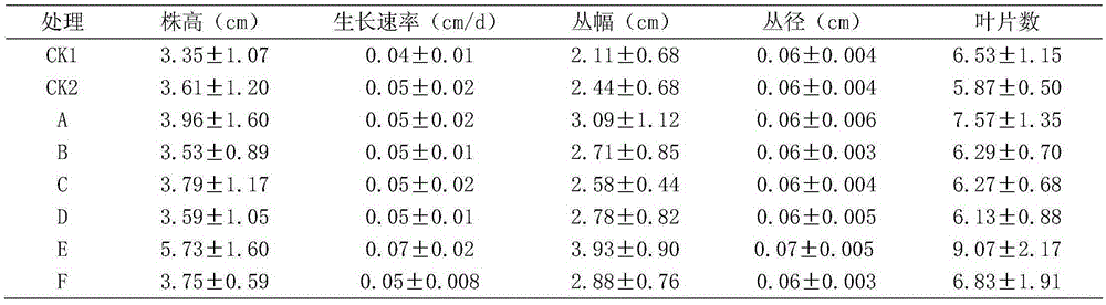 Method for promoting growth of mongolian bluebeard by inoculating arbuscular mycorrhizal fungi