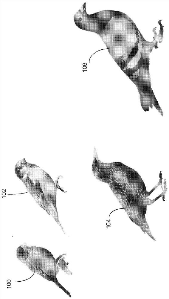 Method and apparatus for bird control