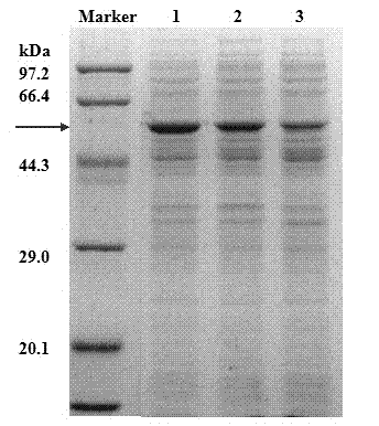 Gene knockout Escherichia coli beneficial to recombinant protein exocytosis and application thereof