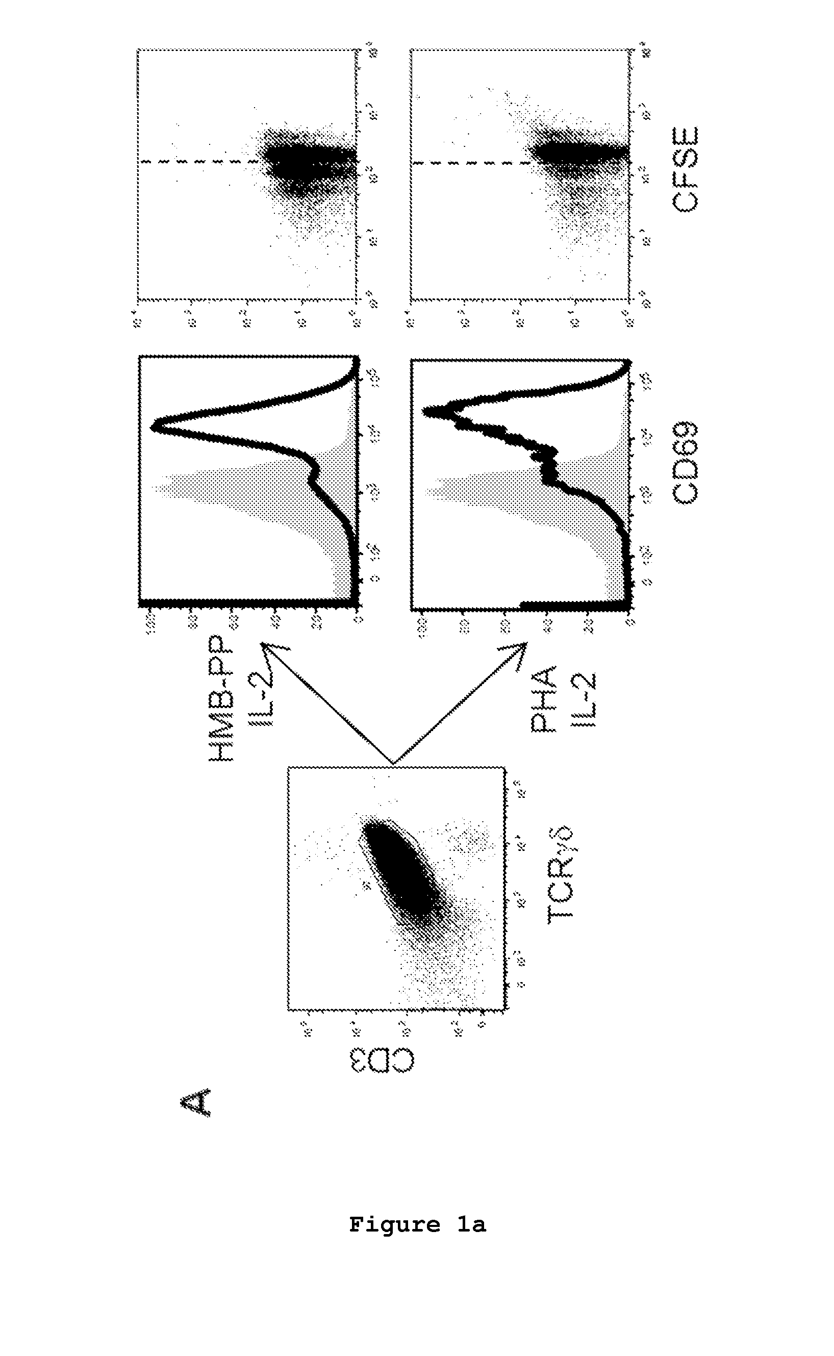 Cell line of lymphocytes comprising gamma-delta t cells, composition and production method thereof