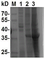 Type A foot-and-mouth disease genetic engineering multi-epitope protein and vaccine