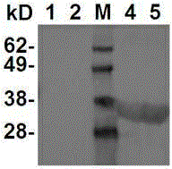 Type A foot-and-mouth disease genetic engineering multi-epitope protein and vaccine