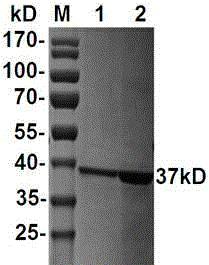 Type A foot-and-mouth disease genetic engineering multi-epitope protein and vaccine