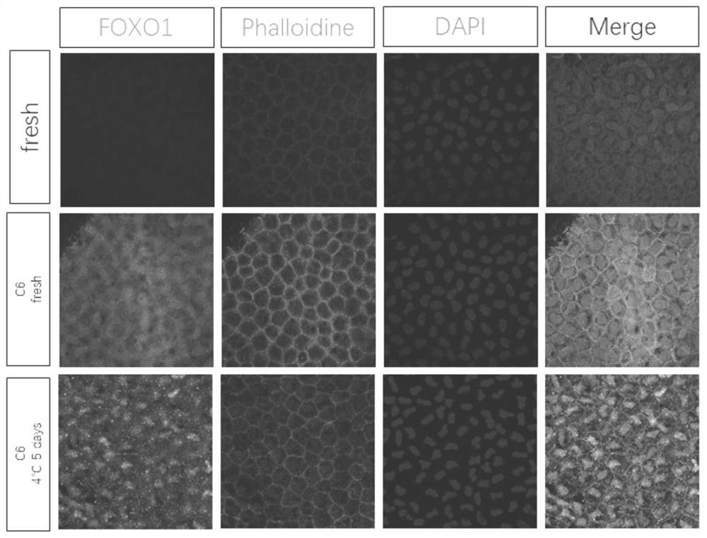 Preparation method and application of cell, tissue or organ cold preservation liquid