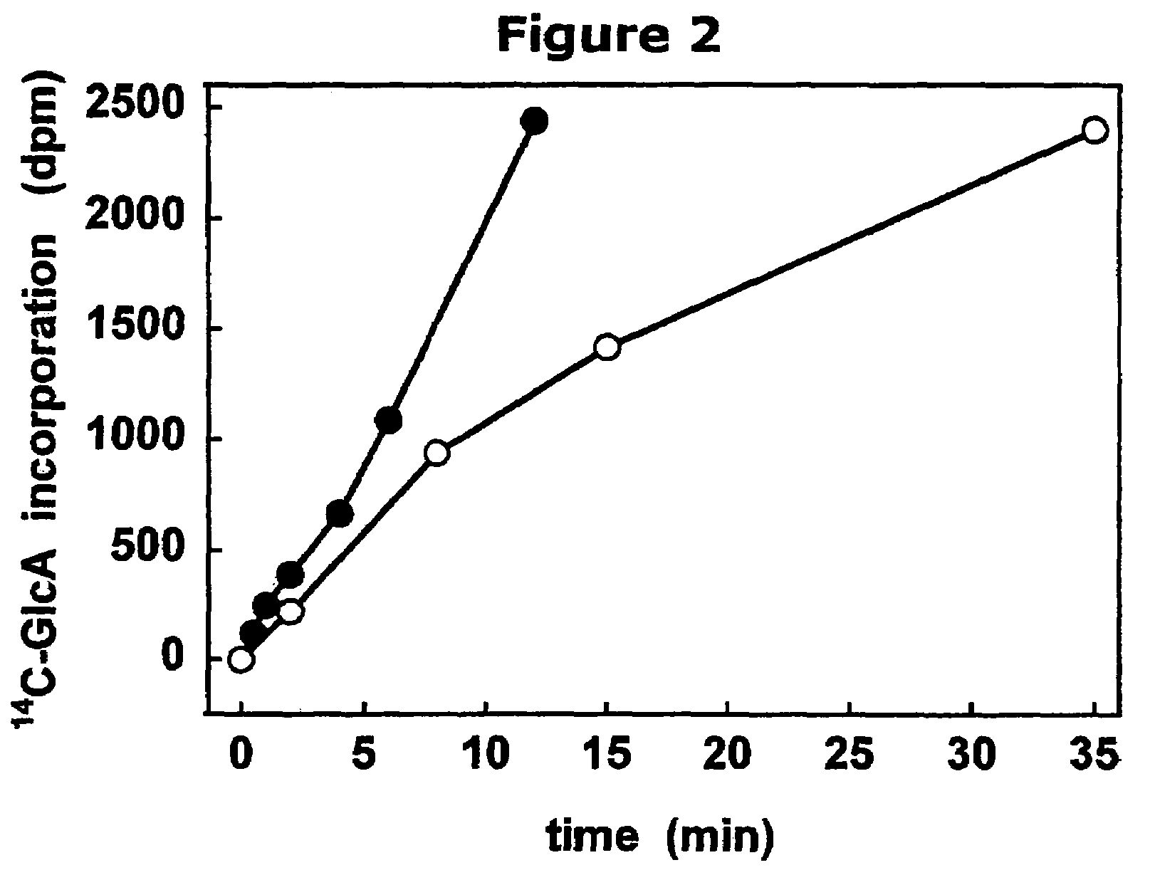 Polymer grafting by polysaccharide synthases