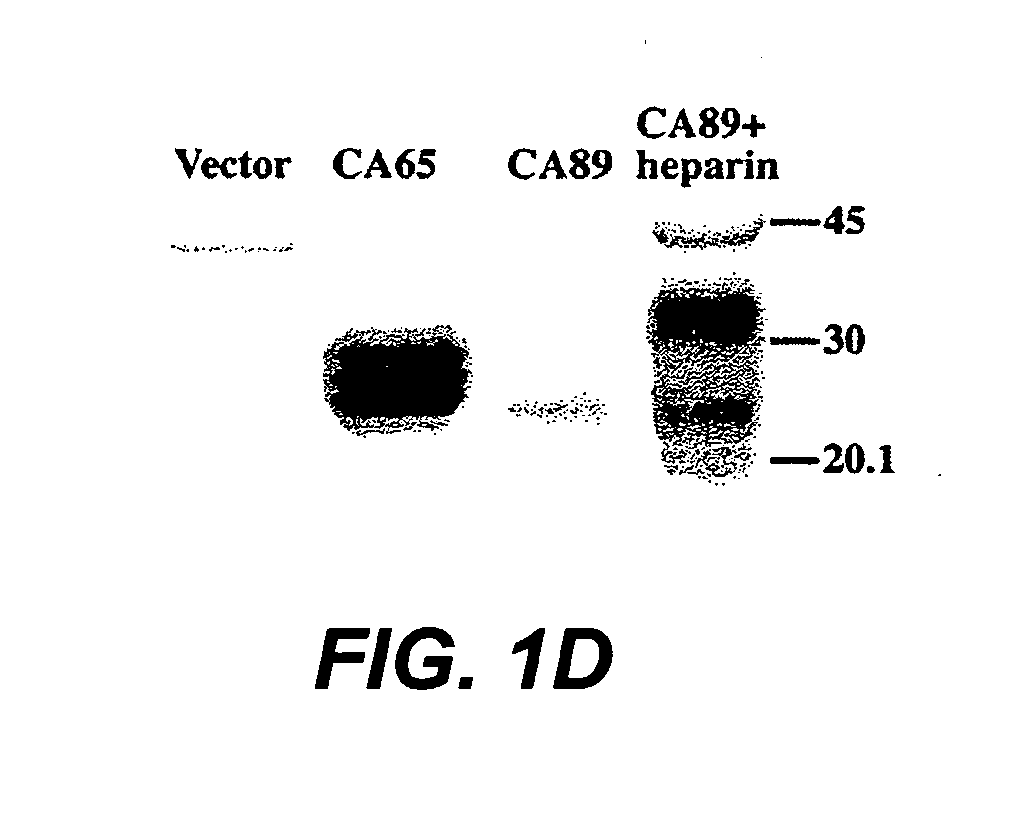 Heparin binding VEGFR-3 ligands