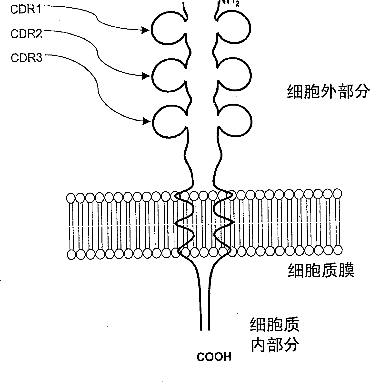 Method of manufacturing human antibody possessing bioreceptor synergist, antagonist and/or inverse synergist