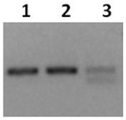 Method for efficiently purifying and identifying cyclic RNA based on second-generation Illumina sequencing platform