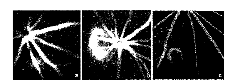 Application of viral nucleic acid sequence strictly conservative area as siRNA design template