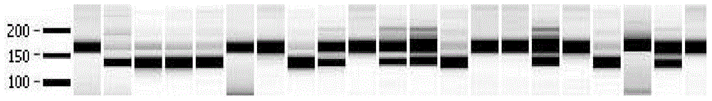 Corynespora cassiicola disease-resistant linkage molecular marker as well as special primer and application thereof