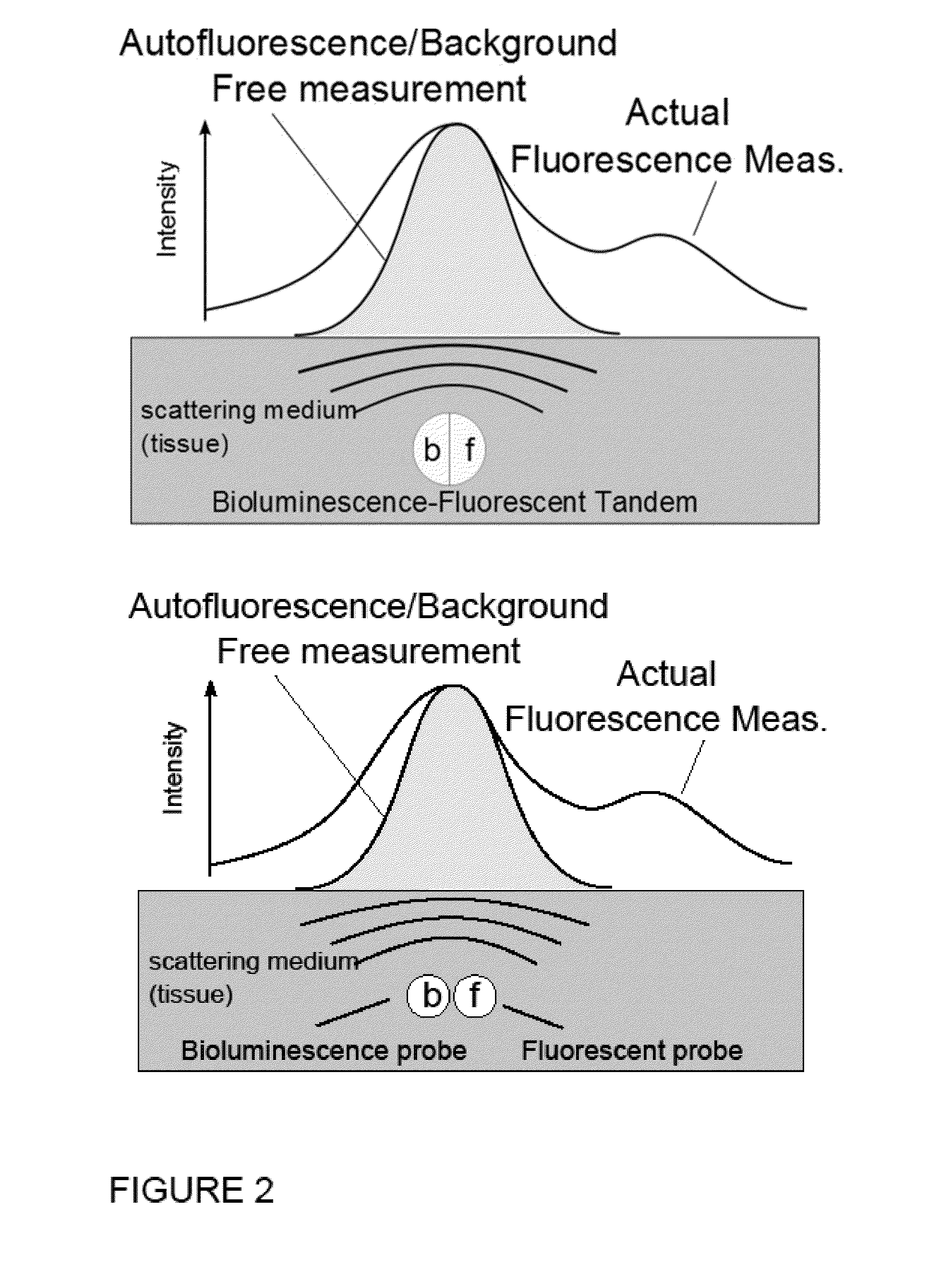 Systems, Methods, and Apparatus for Imaging of Diffuse Media Featuring Cross-Modality Weighting of Fluorescent and Bioluminescent Sources