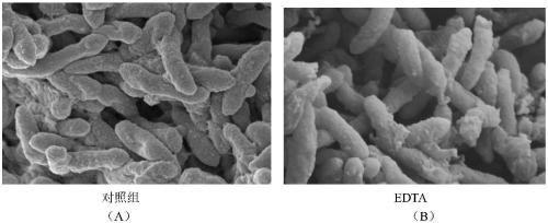 Method for extracting geobacter extracellular polymeric substances