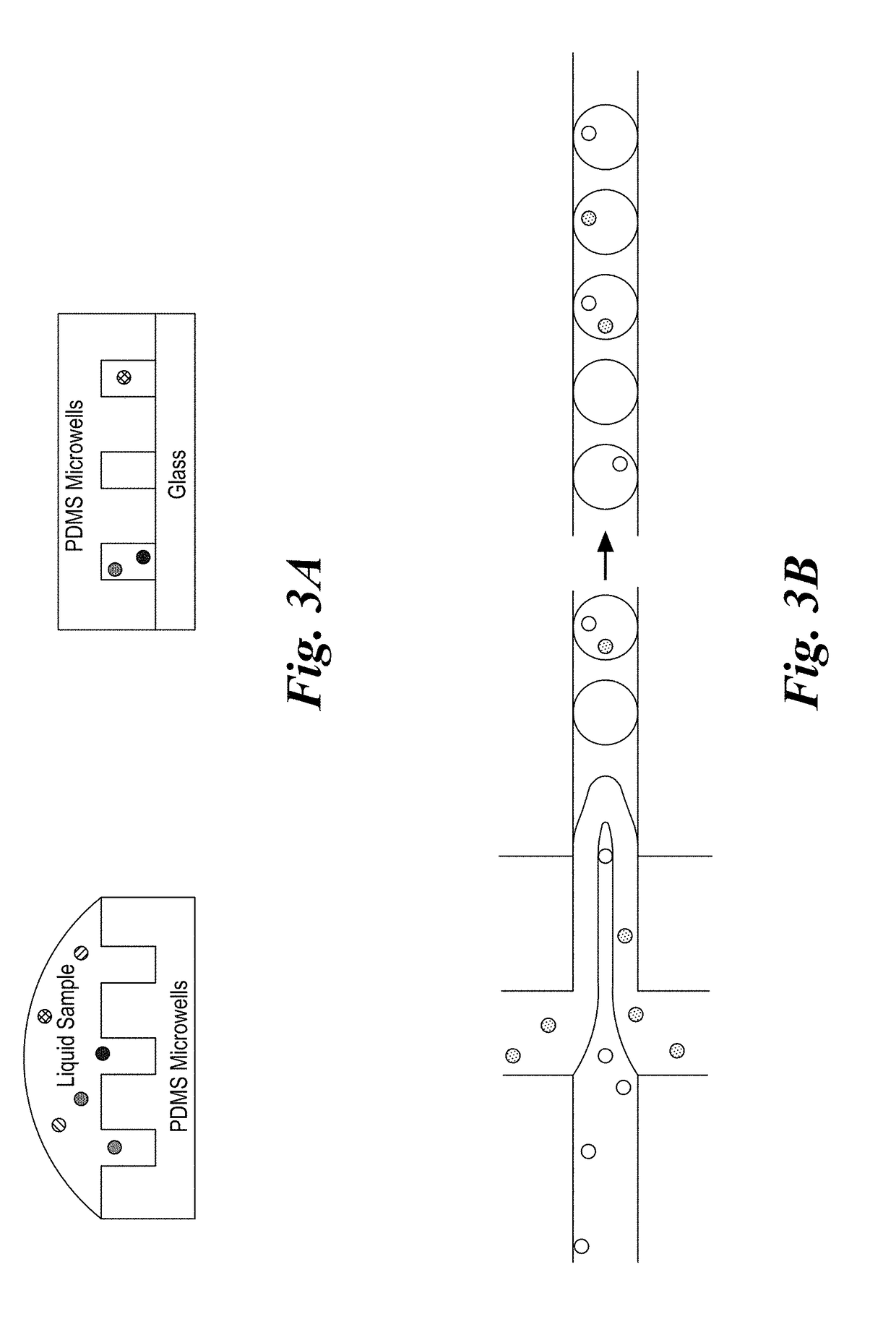 Multifunctional beads and methods of use for capturing rare cells