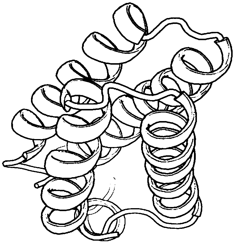 Residue contact information auxiliary evaluation-based protein structure prediction method