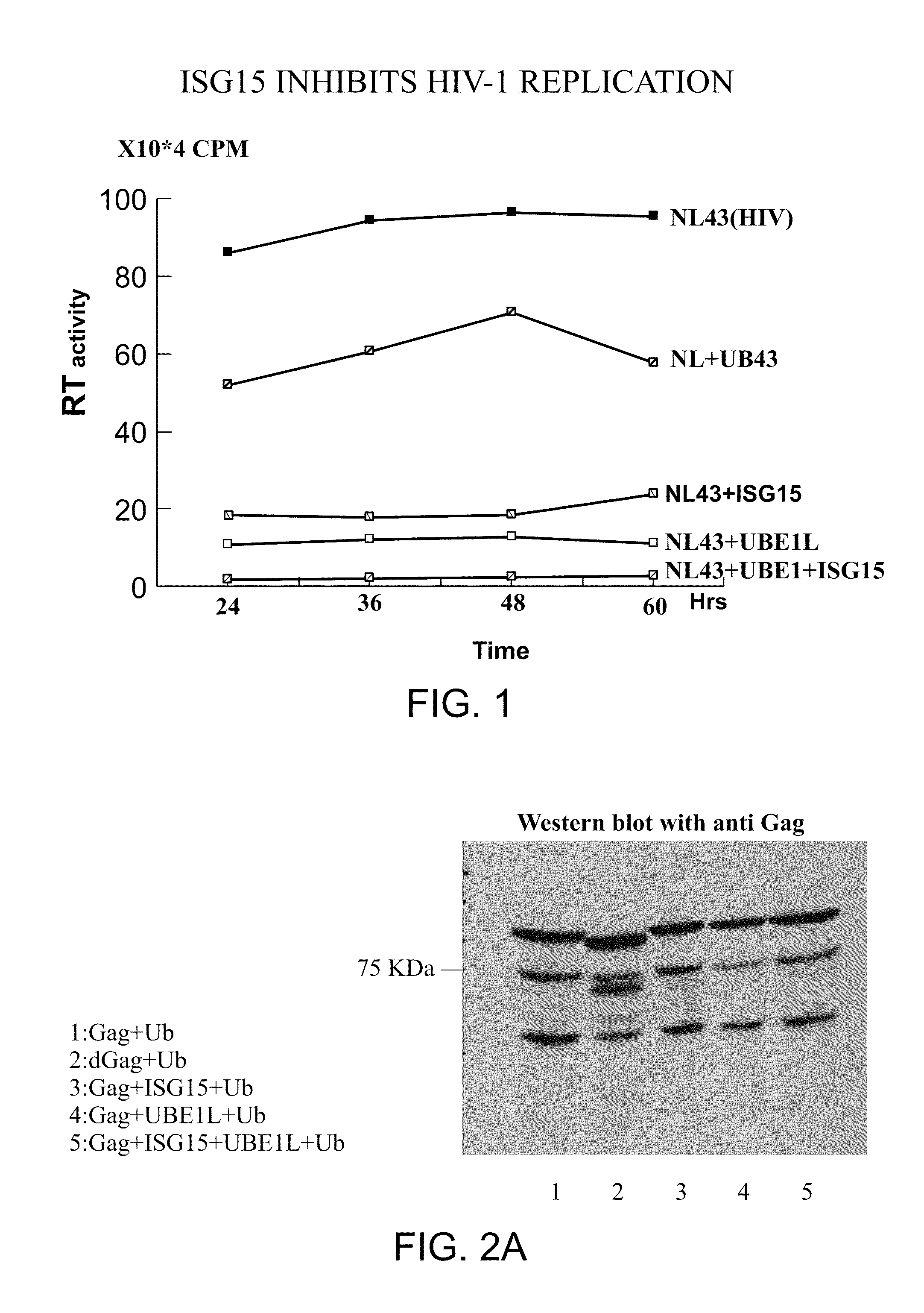 Methods of inhibiting viral replication