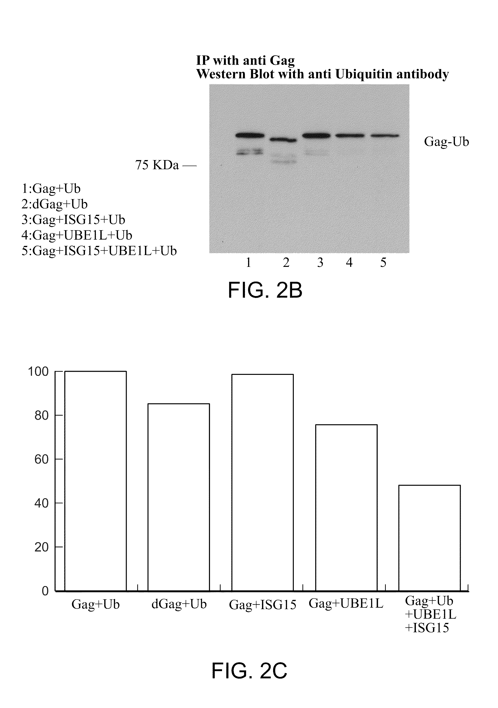 Methods of inhibiting viral replication