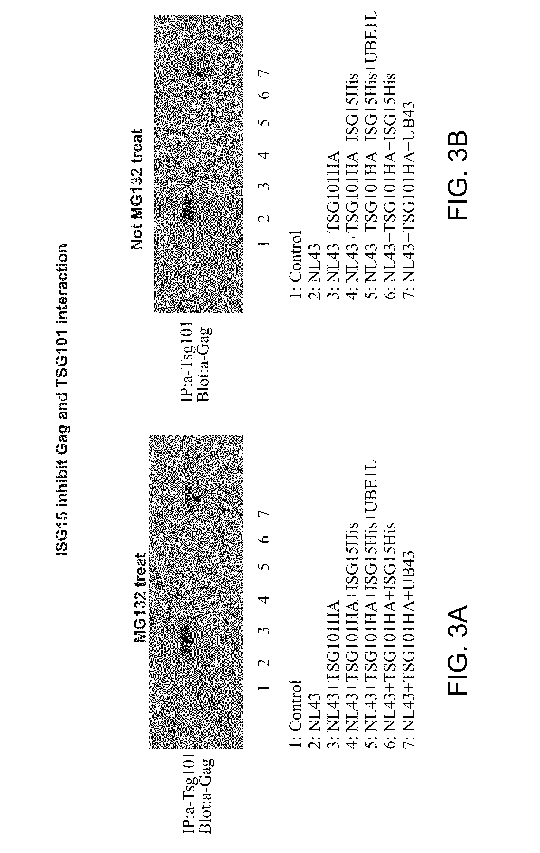 Methods of inhibiting viral replication