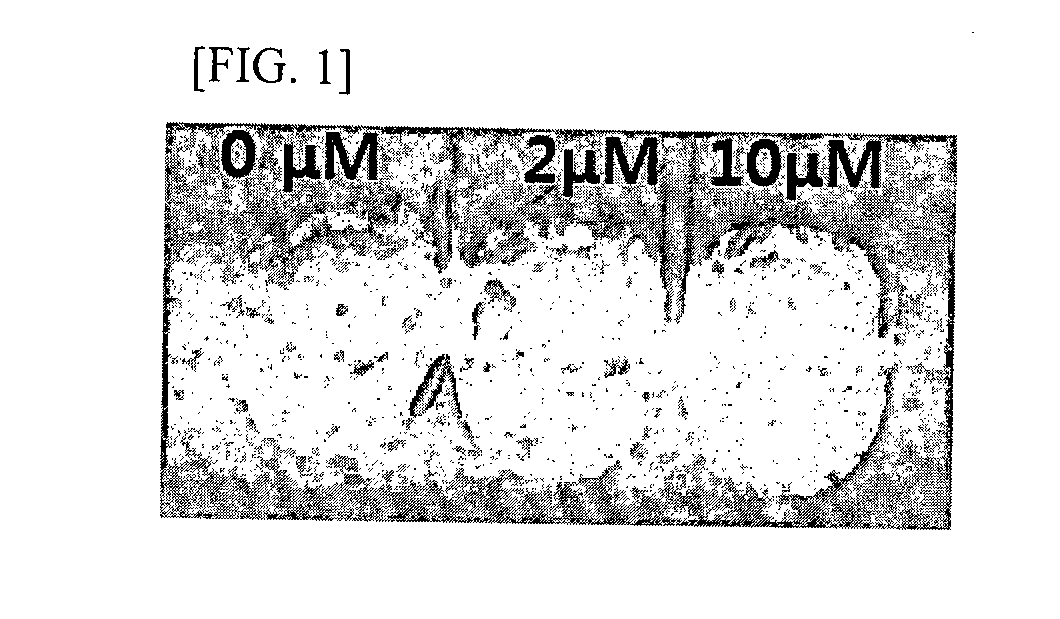 Methods for conferring or enhancing herbicide resistance on plants and/or alga with protoporphyrinogen oxidase variants