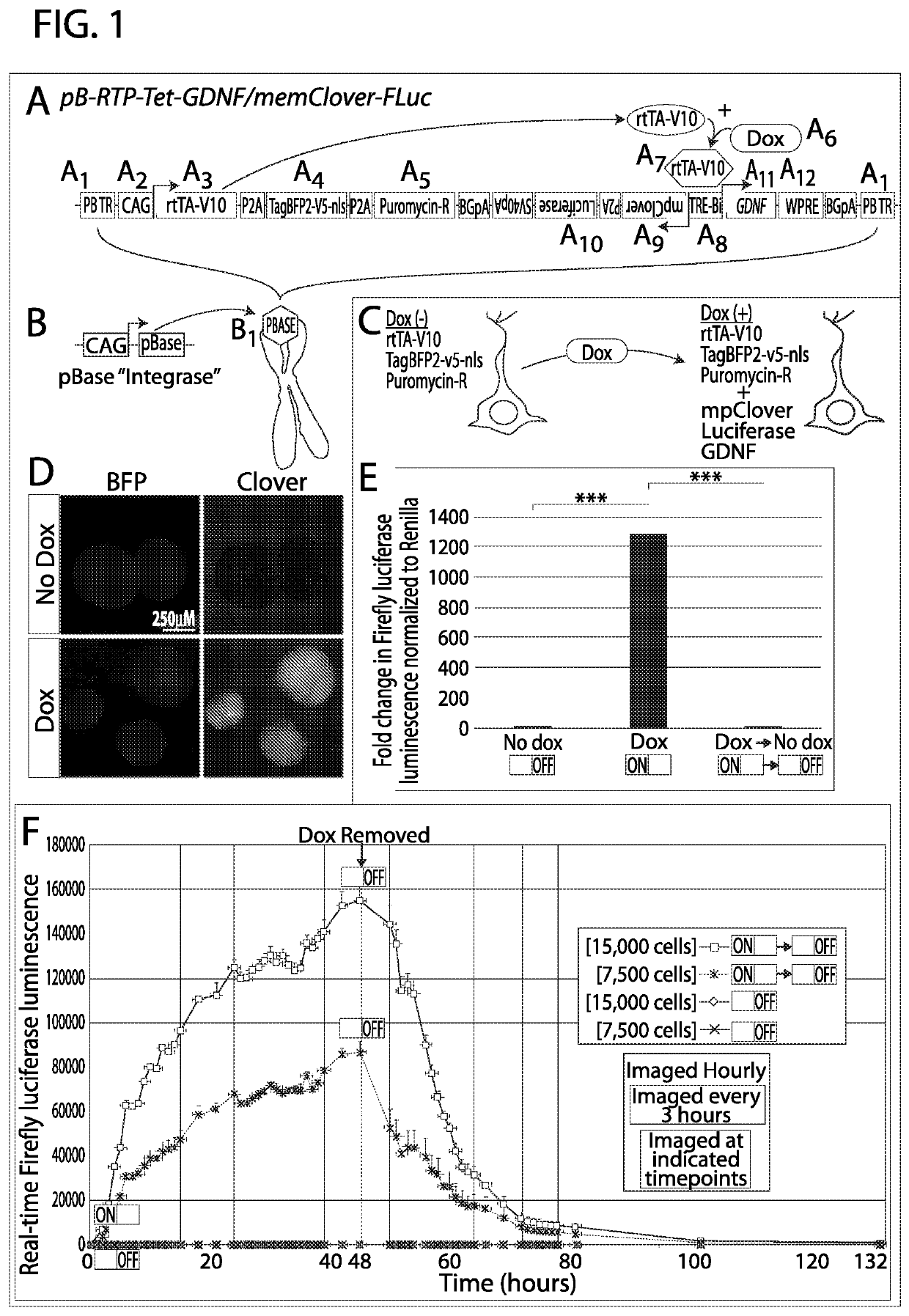 Methods and compositions for inducible expression of neurotrophic factors