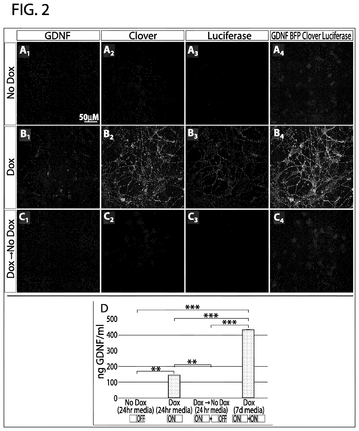 Methods and compositions for inducible expression of neurotrophic factors