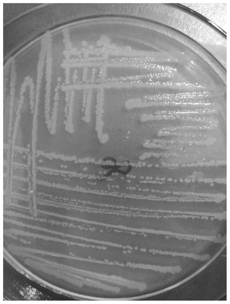 Lysinibacillus fusiformis strain and use thereof