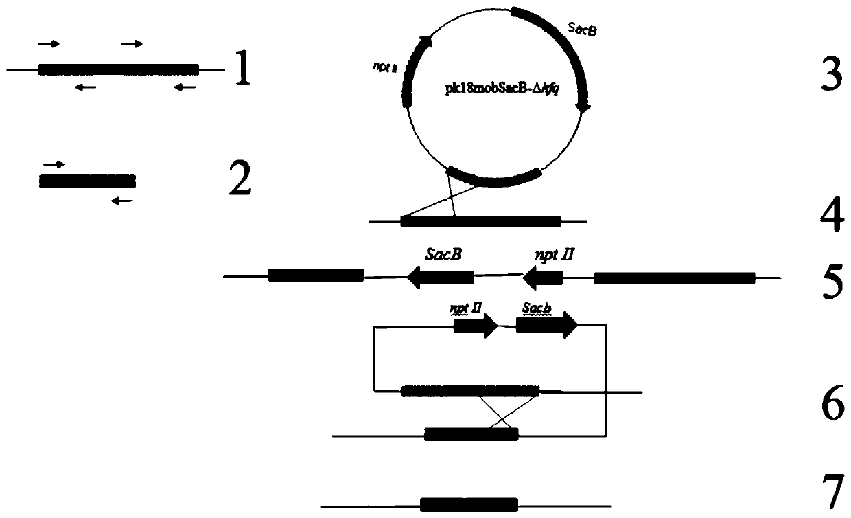 Screening method for markerless deletion mutants of Hfq gene of Citrus canker