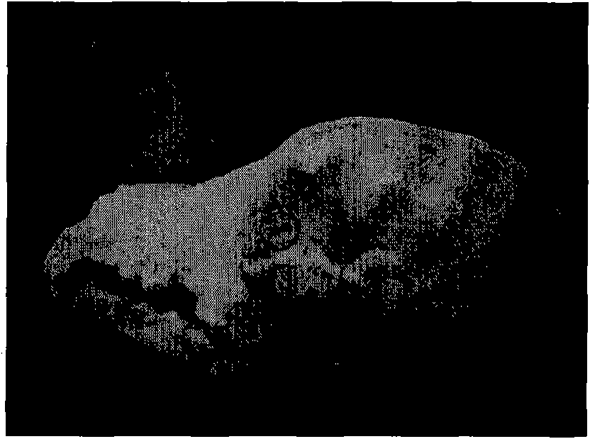 Orbital margin tissue engineering bone and application thereof