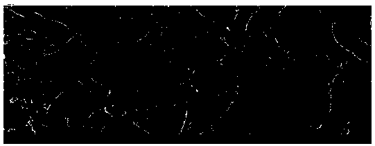 A Vibrio alginolyticus capable of degrading various sulfonamide antibiotics and its application