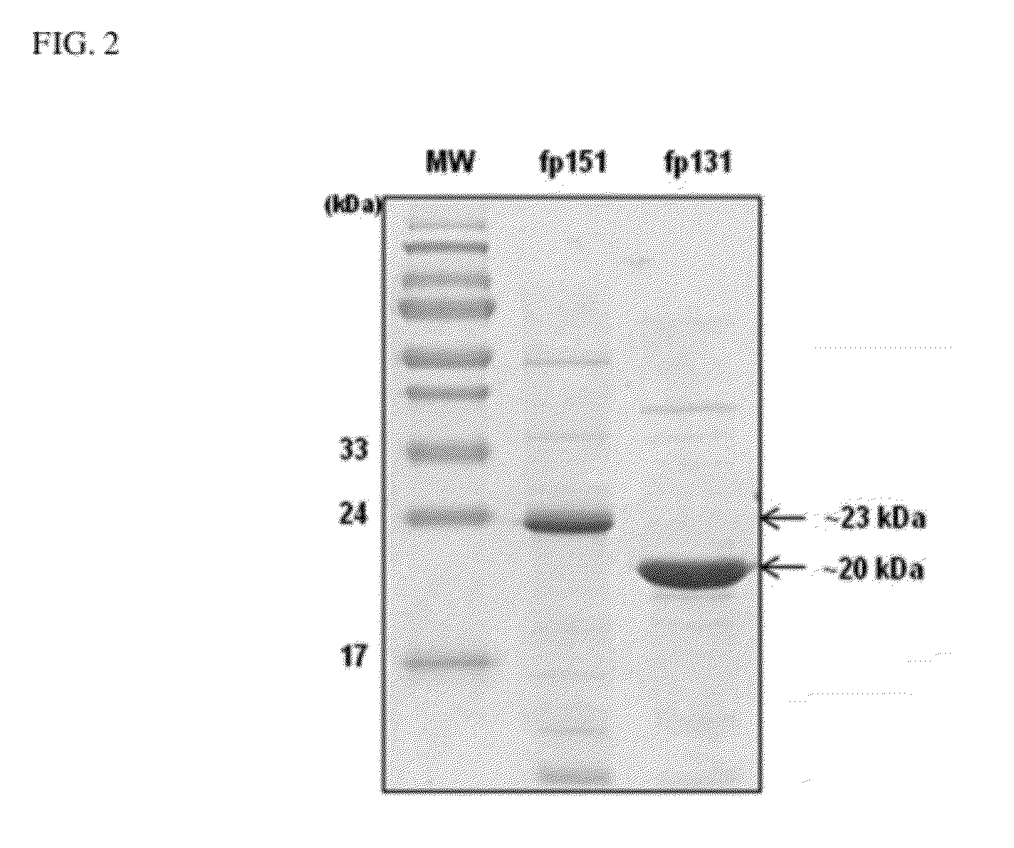 Recombinant mussel adhesive protein fp-131