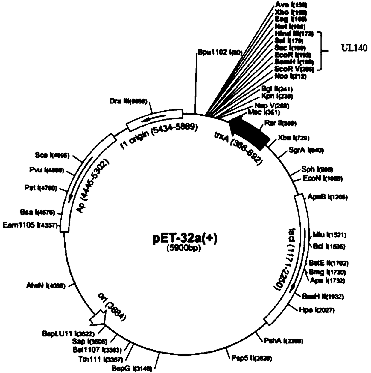 Recombinant plasmid with human cytomegalovirus UL140 gene and genetic engineering bacterium and application thereof