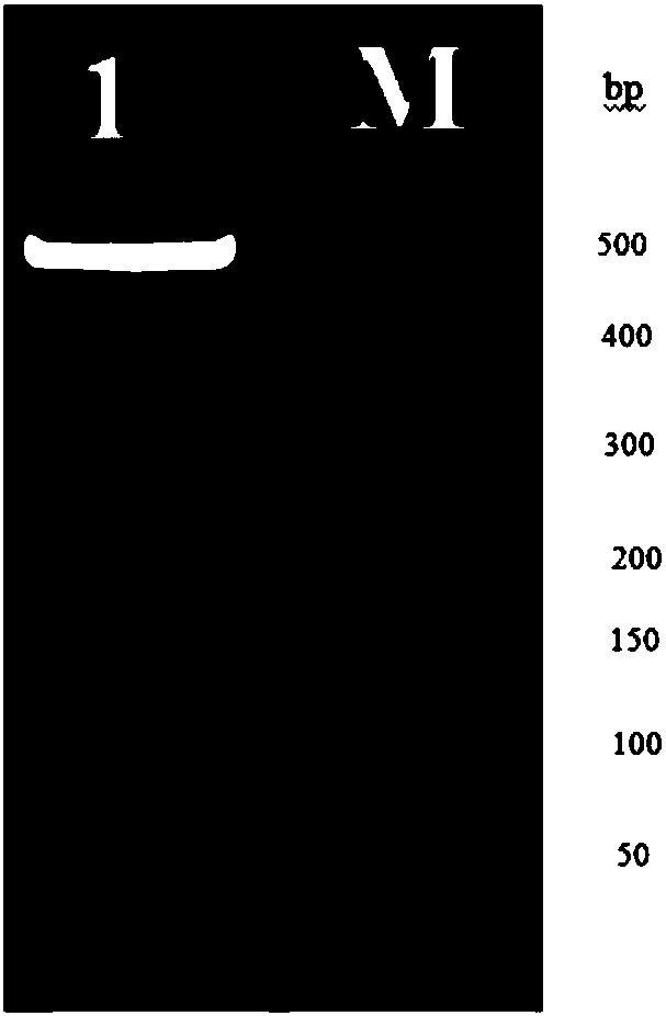 Recombinant plasmid with human cytomegalovirus UL140 gene and genetic engineering bacterium and application thereof