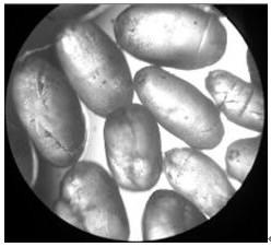 A kind of preparation method of 5-fluorouracil spherical crystal