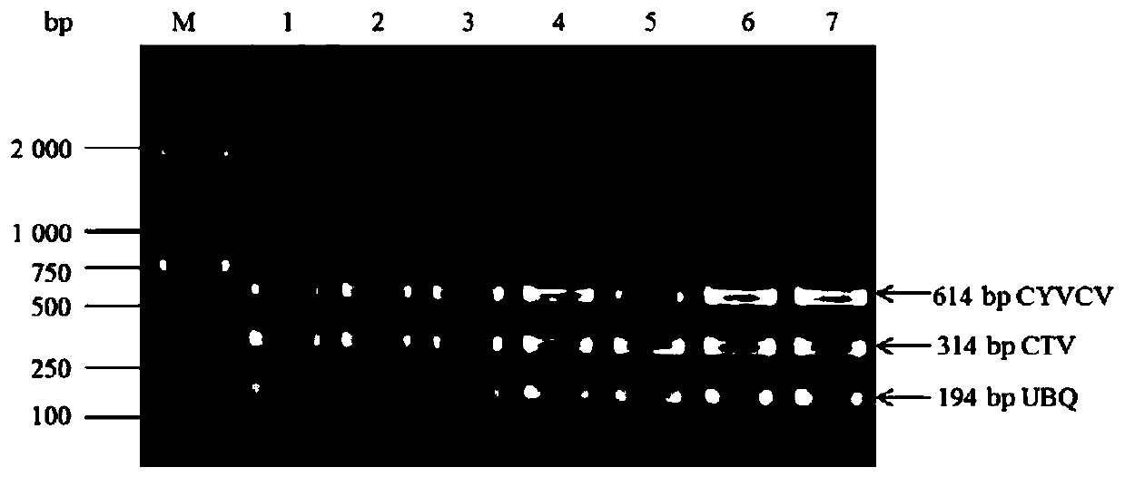 A multiplex RT-PCR method for the simultaneous detection of citrus yellow vein bright virus and decay virus and its application