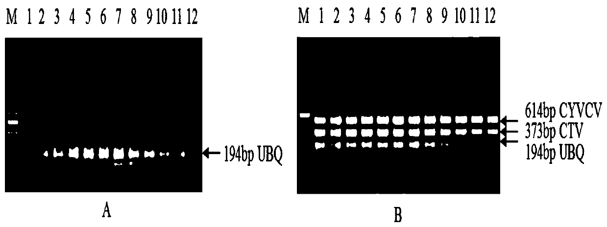 A multiplex RT-PCR method for the simultaneous detection of citrus yellow vein bright virus and decay virus and its application