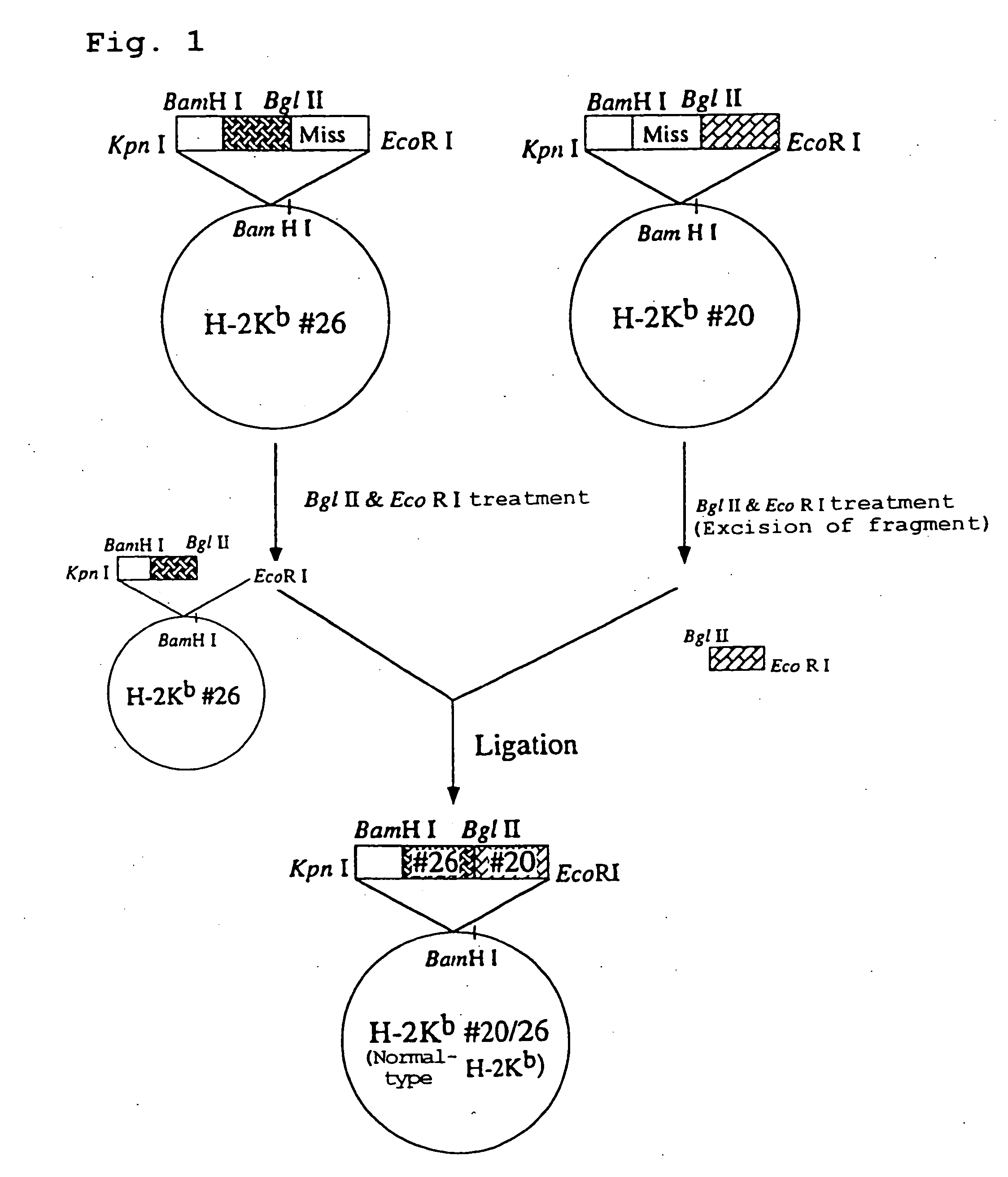 Transgenic animal expressing HLA-A24 and utilization thereof