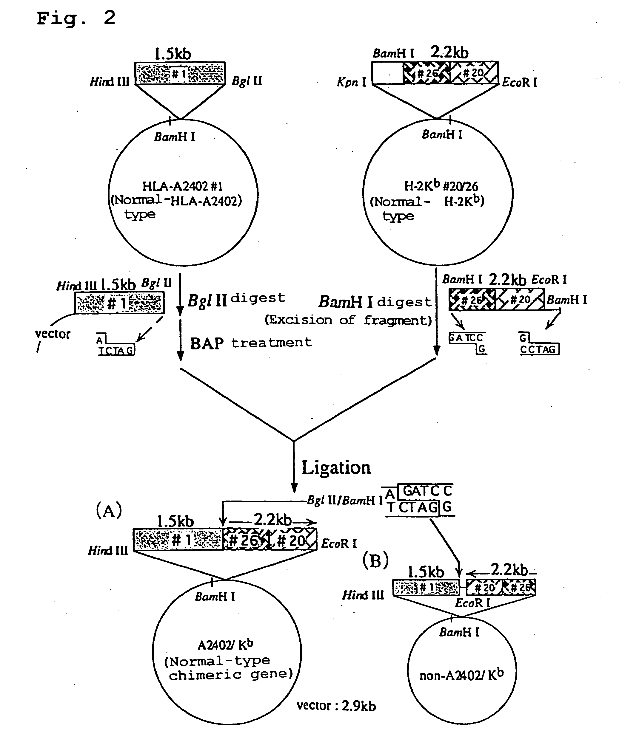 Transgenic animal expressing HLA-A24 and utilization thereof