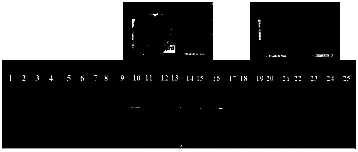 A molecular marker mboii-40 for predicting and identifying the color of watermelon pulp and its application